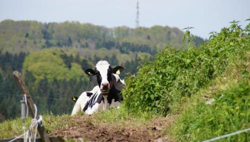 Bushof - Leben auf dem Land - Foto 2