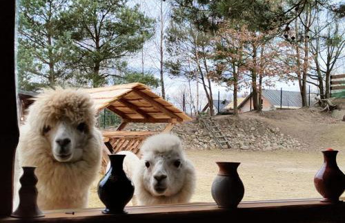 Agroturystyka Zagroda Alpaka - Foto 41