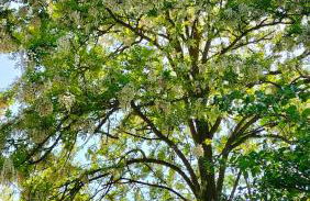 L'oca Nera - Foto 66