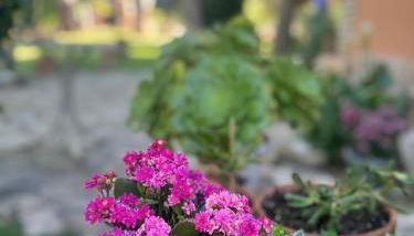 Casa Rural Entre Dos Aguas - Photo 3, Garden