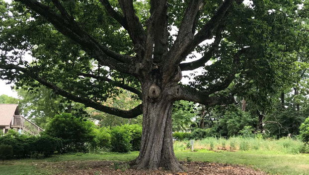 Un árbol centenario en Historic Rosedale