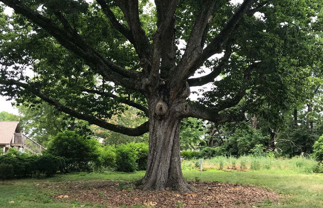 Tour por la plantación Historic Rosedale - Foto 3