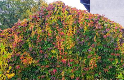Ferienwohnung am Bruchwald - Foto 12