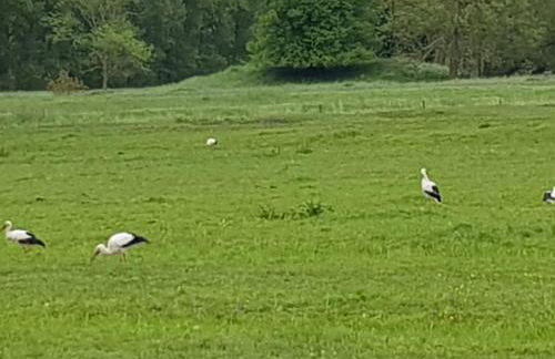 Ferienwohnung beim Bracksee - Photo 28