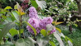 Casa di Giulia (Bambini gratis fino a 6 anni) - Foto 2, Garden