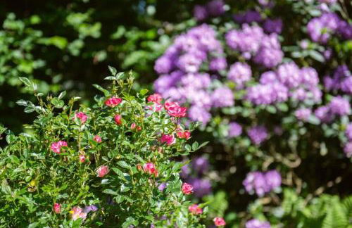 Heuerhaus 1898 - Foto 8