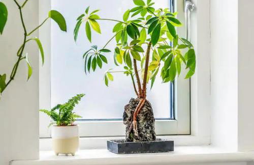 Modern Terrace Apartment in Putney - Pass the Keys - Foto 19