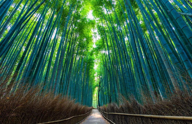 Tour por el bosque de bambú y los templos de Arashiyama - Foto 7
