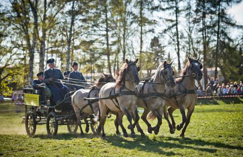 Domek Trolla - Foto 48