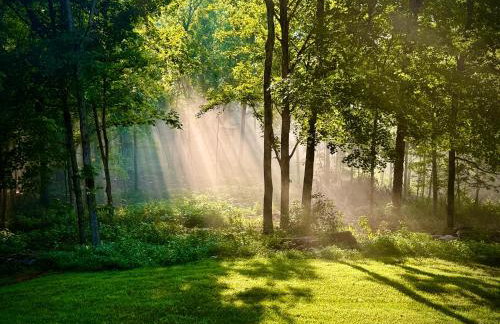 Comfortable one bedroom basement apartment in the woods - Foto 2