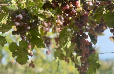 Casa di Mia Zia Bed & Wine - Villa Uve - Foto 28