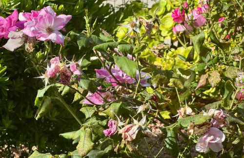 Deux pièces tout confort sur les hauteurs de Propriano - Foto 26