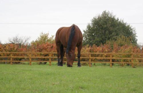 Modern, Stylish lodge with Paddock Views - Foto 17