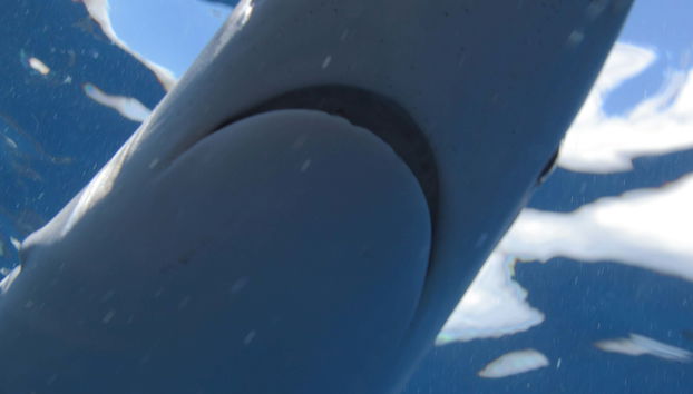 Mergulho com tubarões na ilha do Faial