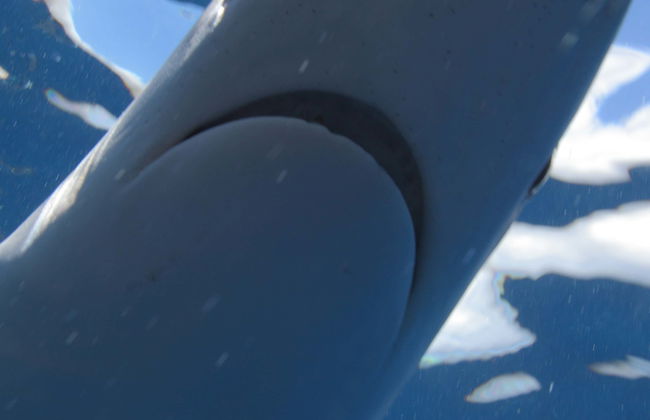 Scuba Diving with Sharks Experience - Photo 4