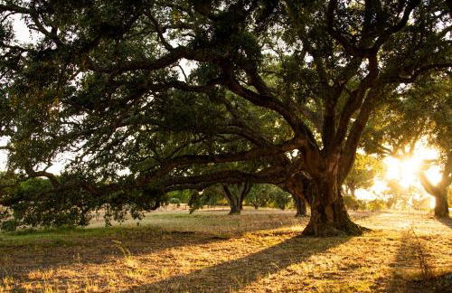 Herdade das Barradas da Serra - Foto 46