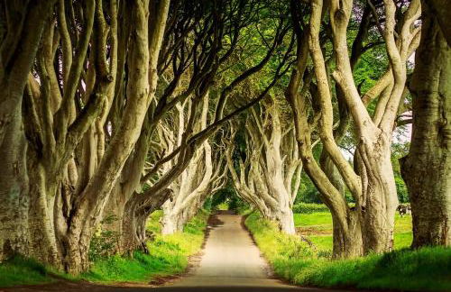 Tornaroan Cottage - Foto 47