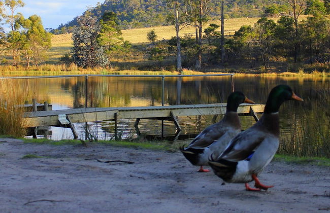 Gumleaves Bush Holidays - Foto 19