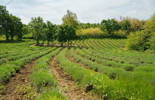Villa Zatka in Zatka Čepić - Haus für 6 Personen - Foto 55