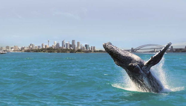Sydney Whale Watching Tour - Foto 2
