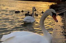 Altstadtwohnung direkt am Inn - Foto 20