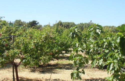 Stella Di Sicilia - Foto 40