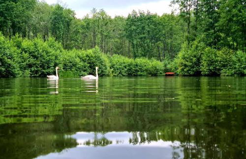 Domek de Janauis - Foto 57