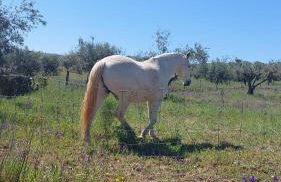 Casa Coral - Foto 31