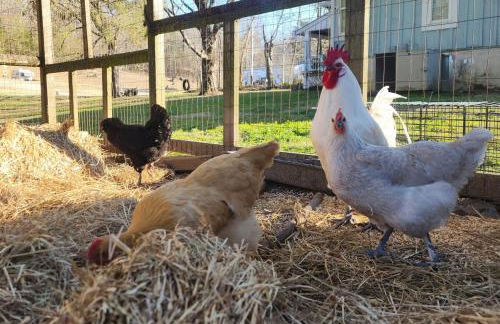 1921 Chattanooga Valley The Little Blue Farmhouse - Foto 12