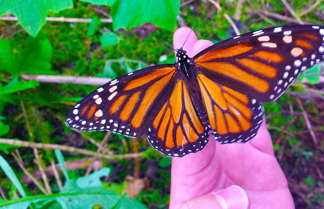 Tour in Valle de Bravo - Foto 6