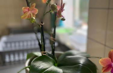 Ferienwohnung mit WINTERGARTEN in Bahnhofsnähe - Foto 18