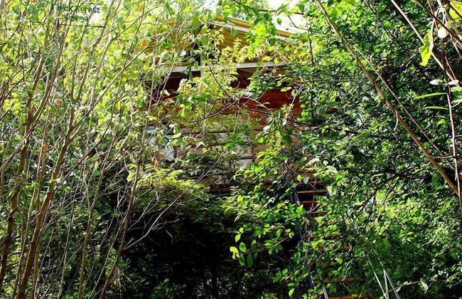Thick forest sigiriya - Photo 16