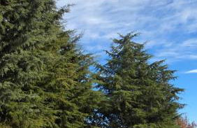 Quinta Rural - Nossa Sra do Carmo. Teixoso - Foto 1