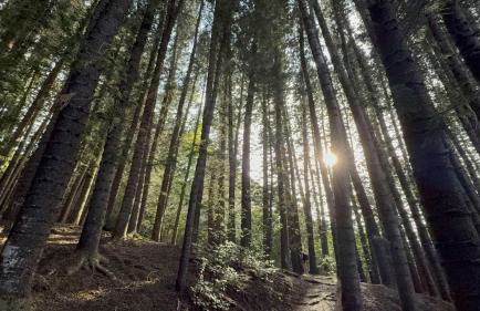 Kapaa Sands 10 - Foto 52