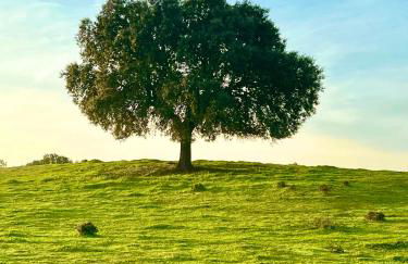 Monte da Aferrada - Casas do Monte - Foto 43