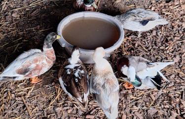 Pension Entenhausen - Foto 57