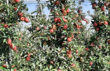 Ferienhaus Vogt - Foto 34