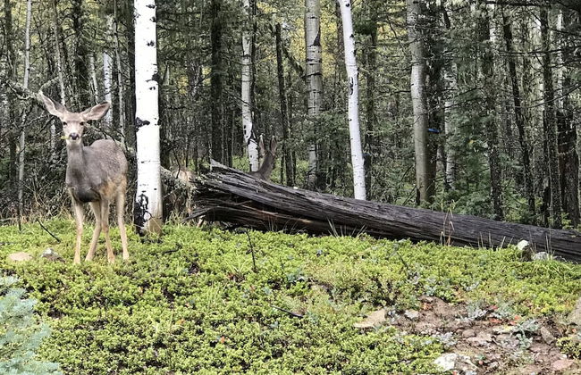 Alpine Gardens - Photo 55