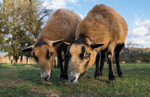 Ferienwohnung Schwalbennest - Foto 19