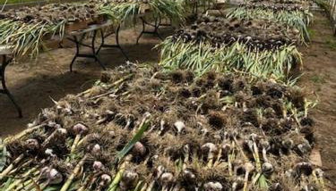 Luxury Farm Stay-Bonds Corner Bungalow-Wolf Pine Hollow - Foto 2