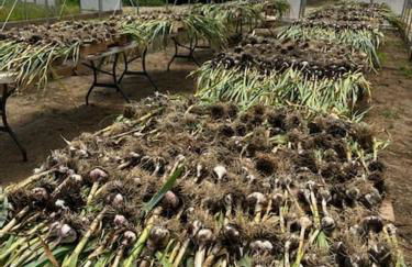 Luxury Farm Stay-Bonds Corner Bungalow-Wolf Pine Hollow - Foto 2