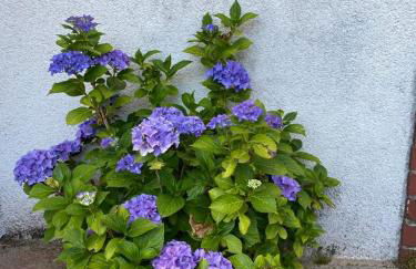 Ferienwohnung Marie - Foto 24