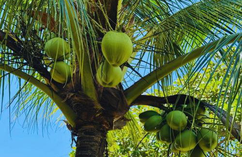 Casa ampla com jardim e 3 suítes em Novo Airão - Foto 34