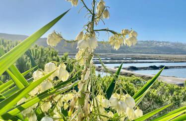 Herdade D’ Amoreira Aljezur - Foto 12