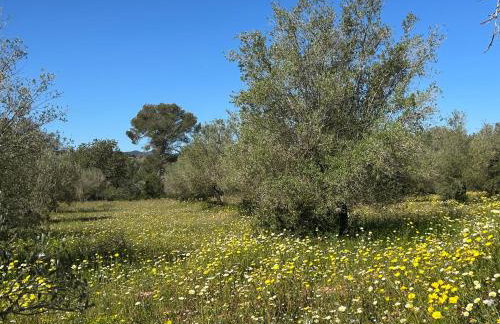 Finca Porto Cristo - Es Bosquet - Foto 56
