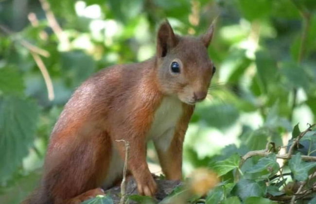 Min yr Afon - Cabin - Sleeps 2 - Hot Tub - Parking - Photo 19