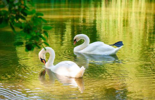 Hideaway am Plessower See - Foto 16