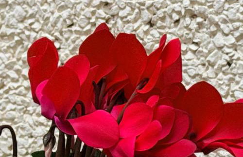 VUT Plaza Florida - Parking gratis - Foto 24