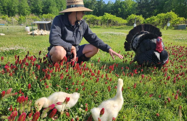 Phoenix Farms Vineyard - Foto 1