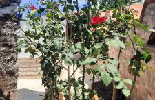 Villa Ammare - Foto 29